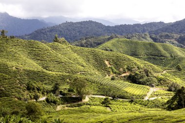 Yeşil çay tarlaları, Kamerun Highlands Malezya