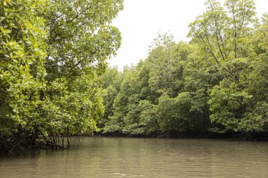 Yeşil tuzlu su Kilim Park mangrov ağaç gösteren nehir gezisi