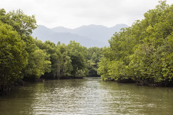 Flusskreuzfahrt mit dem Mangrovenbaum im grünen Salzwasser im Kelimpark — Stockfoto