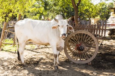 İnek Bagan, Myanmar gölgede bir ağacın altında duruyor