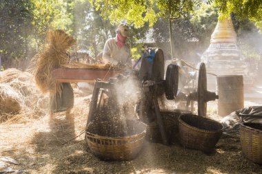 Bagan, Myanmar, Ocak 2018: Hasat zamanında Bagan, Myanmar