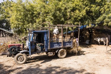 Bagan, Myanmar, Ocak 2018: Hasat zamanında Bagan, Myanmar