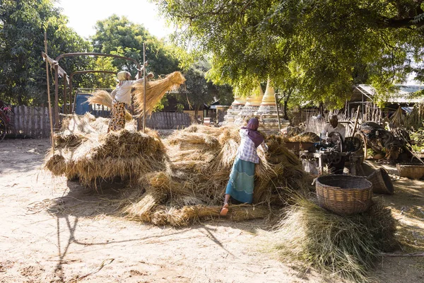 BAGAN, MYANMAR, JANUARY 2018: Harvesting time in Bagan, Myanmar — Stock Photo, Image