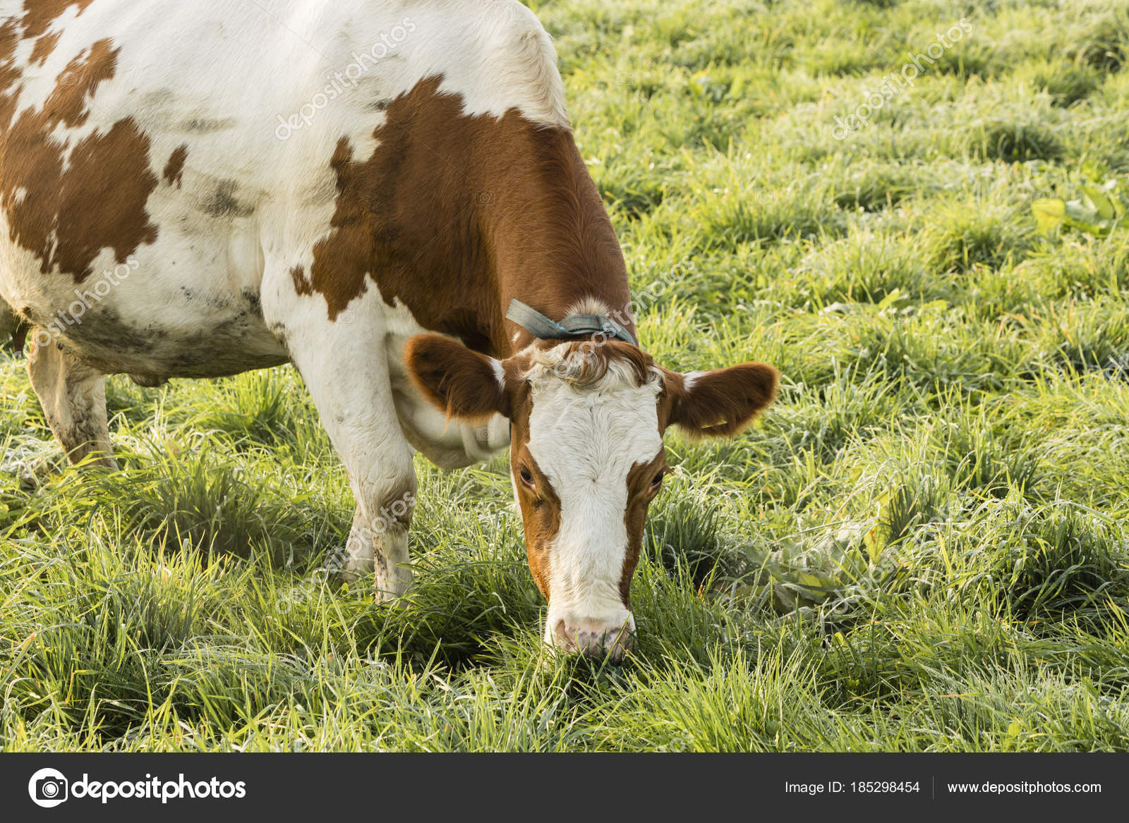 Red Holstein cow eats grass on a cold autumn morning in Switzerland — Stock Photo © fthuerig