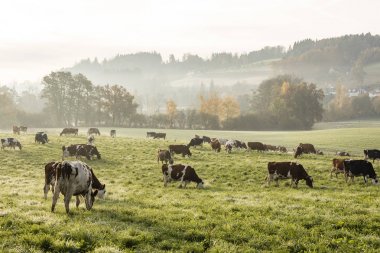Soğuk bir sonbahar sabahı kırmızı ve siyah'Holstein inekler otlatma