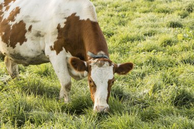 Kırmızı Holstein inek ot soğuk bir sonbahar sabahı İsviçre'yiyor