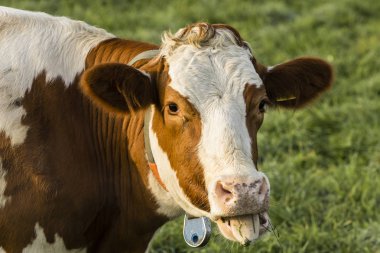 Kırmızı Holstein inek, dilini sopa