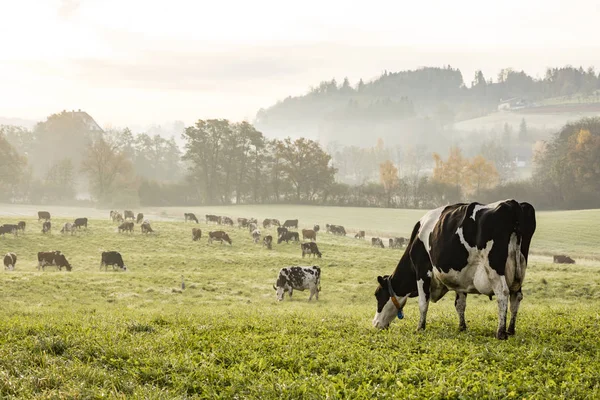 Czerwony i czarny Holstein krów pasących się na zimny jesienny poranek — Zdjęcie stockowe