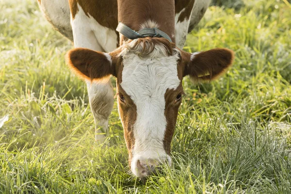 Red Holstein-tehén füvet eszik a hideg őszi reggel Svájcban — Stock Fotó