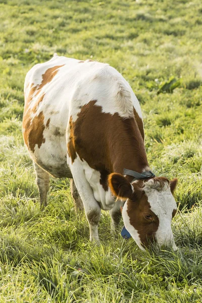 赤いホルスタイン種雌牛は、スイス連邦共和国の寒い秋の朝に草を食べる — ストック写真