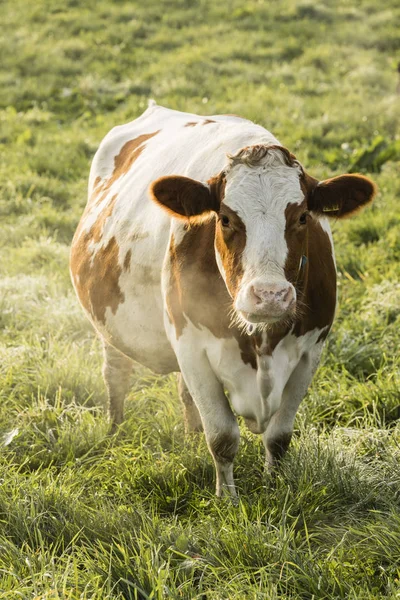 La mucca di Red Holstein mangia erba in una fredda mattina d'autunno in Svizzera — Foto Stock