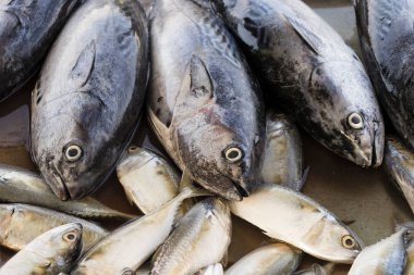 Balık pazarında Malezya closeup