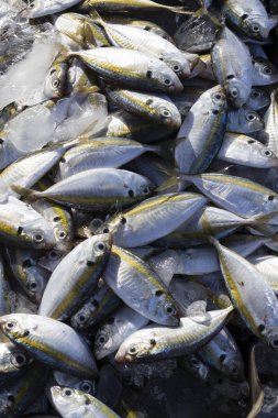 Balık pazarında Malezya closeup