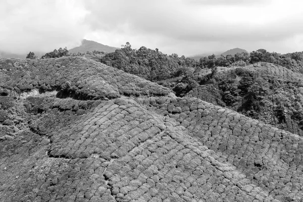 Piantagione di tè in altopiani cameron, malesia — Foto Stock