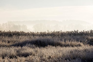 Orta İsviçre siste kaybolan arka planda ağaçları ile dondurucu bir kış sabahı donmuş ot