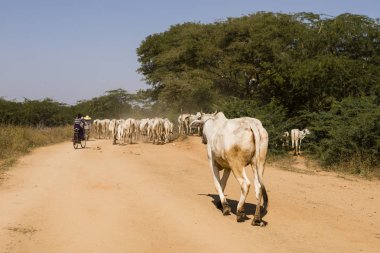 Bagan, Myanmar, 28 Aralık 2017: Bir inek Bagan bir tozlu ülkede yol üzerinde onların sürüsü bir mesafeden takip