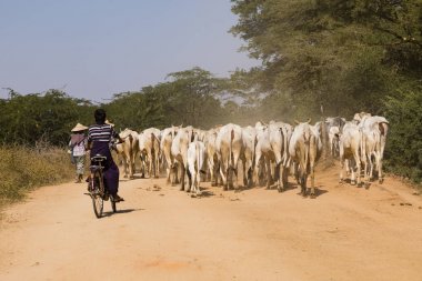 Bagan, Myanmar, 28 Aralık 2017: İnek sürüsü bir çocuk tarafından bir tozlu yolda bisikletle eşlik ediyor