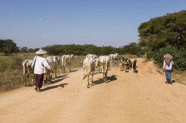 Bagan, Myanmar, 28 Aralık 2017: Bir inek ve keçi sürüsü iki kadın çiftçiler tarafından üzerinde tozlu köy yolunda eşlik ediyor