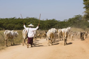 Bagan, Myanmar, 28 Aralık 2017: İnek sürüsü tozlu köy yolunda sürülür