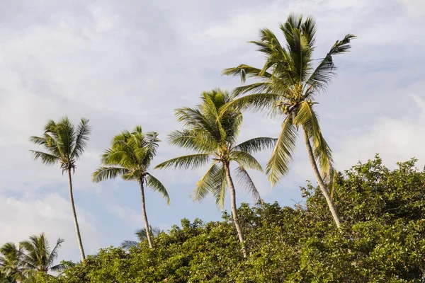 Palmy kokosowe na plaży Langkawi w Malezji — Zdjęcie stockowe