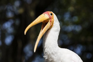 Sarı gagalı leylek (Mycteria ibis) açık Gaga ile
