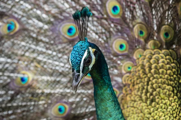 Portrét krásného páva s peřím ven — Stock fotografie