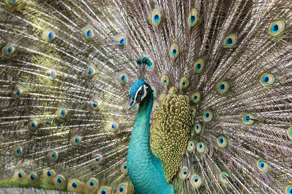 Retrato de hermoso pavo real con plumas —  Fotos de Stock