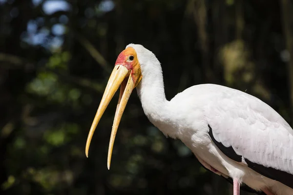 Nesyt (Mycteria ibis) s otevřený zobák — Stock fotografie