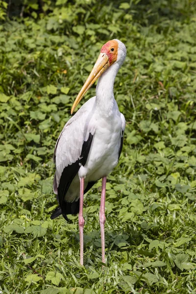 Cegonha de bico amarelo (Mycteria ibis) fica em uma selva — Fotografia de Stock