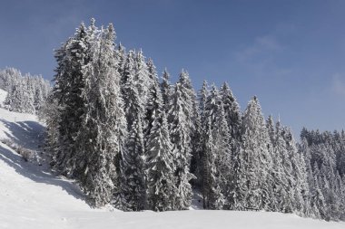 Karlı ağaçların kış yatay, İsviçre