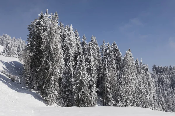Paysage hivernal en Suisse avec des arbres enneigés — Photo