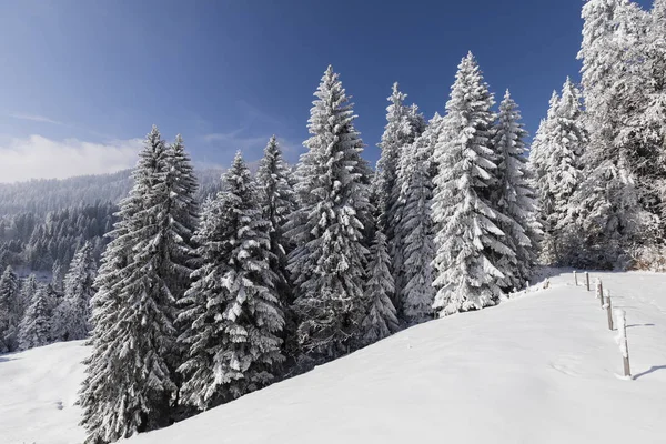 Сніжне смерекові дерева snowy Луки в Альпах в Швейцарії — стокове фото