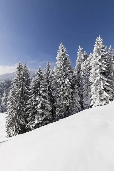 Sapins enneigés avec une prairie enneigée dans les Alpes en Suisse — Photo