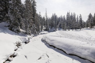 İsviçre'deki bir güzel kış gününde karlı köknar ağaçları ile dondurulmuş creek