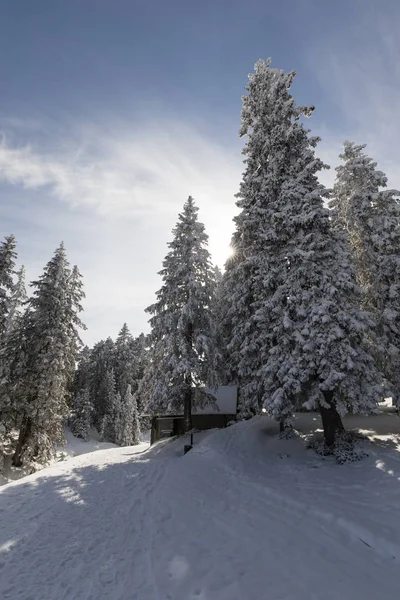 Le sentier de randonnée hivernale à Langis traverse un paysage frais et enneigé en Suisse — Photo