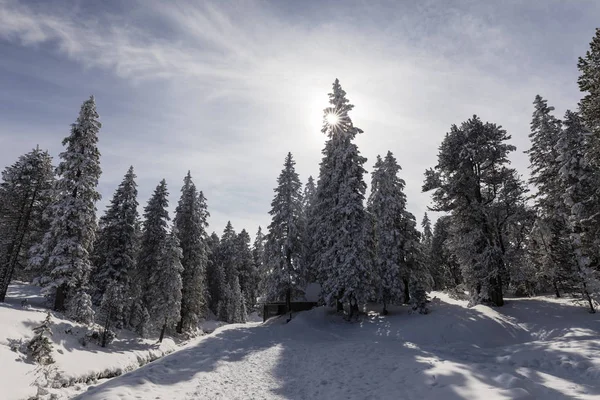 Le sentier de randonnée hivernale à Langis traverse un paysage frais et enneigé en Suisse — Photo