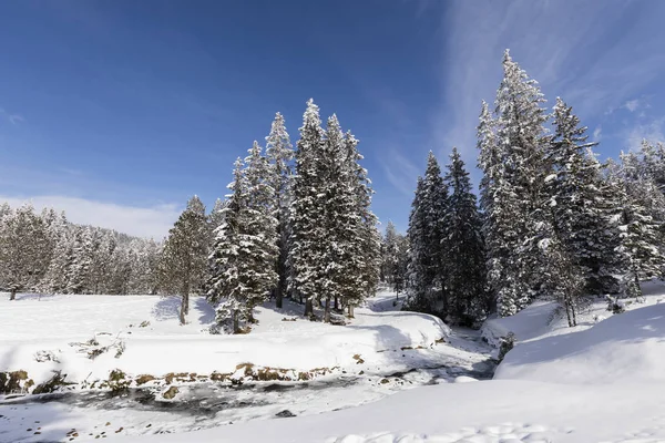 Ruisseau gelé avec sapins neigeux par une belle journée d'hiver en Suisse — Photo