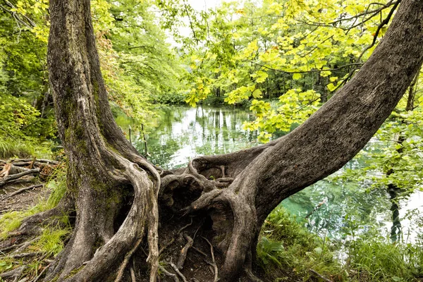 Δύο παλιά δέντρα με μια λιμνούλα στο παρασκήνιο σε Εθνικό Πάρκο Plitvice Lakes καλοκαίρι στην Κροατία — Φωτογραφία Αρχείου