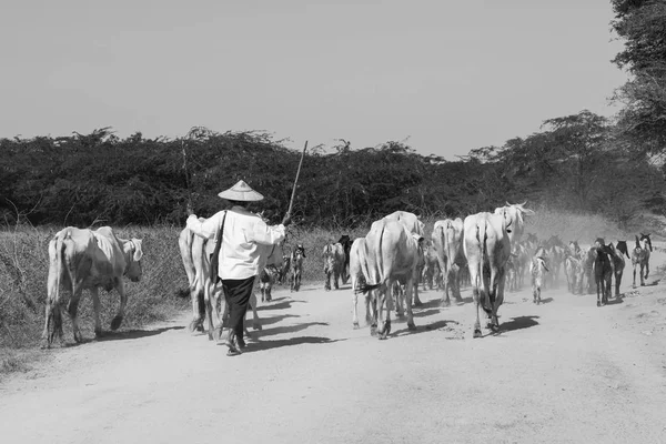 Bagan, myanmar, 28.12.2017: Eine Rinderherde wird auf einer staubigen Landstraße von einer Bäuerin mit zwei Holzstäben angetrieben — Stockfoto