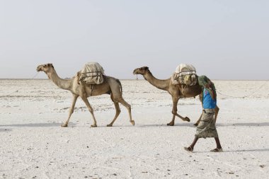 Danakil, Etiyopya, Şubat 22 2015: Afar erkekler, Danakil Çölü 'nden tuz blokları taşıyan bir deve karavanı en yakın köye götürüyor.