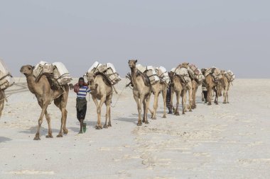 Danakil, Etiyopya, Şubat 22 2015: Afar erkekler, Danakil Çölü 'nden tuz blokları taşıyan bir deve karavanı en yakın köye götürüyor.