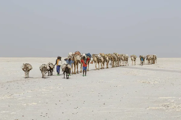 Danakil, Etiopia, Luty 22 2015: Afar mężczyźni prowadzą karawanę wielbłądów przewożących bloki soli z pustyni Danakil do najbliższej wioski — Zdjęcie stockowe