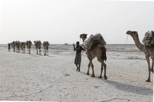 Danakil, Etiopía, 22 de febrero de 2015: Hombres de la distancia están liderando una caravana de camellos transportando bloques de sal desde el desierto de Danakil a la aldea más cercana —  Fotos de Stock