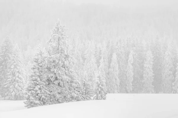 Hochkarätige Winterlandschaft mit Tannen in den Ausläufern der Schweiz — Stockfoto