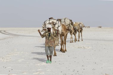 Danakil, Etiyopya, Şubat 22 2015: Afar erkekler, Danakil Çölü 'nden tuz blokları taşıyan bir deve karavanı en yakın köye götürüyor.