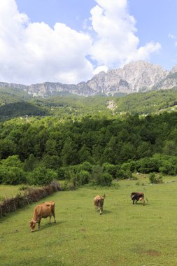 Valley of Theth with a herd of cows in the dinaric alps in Albania clipart