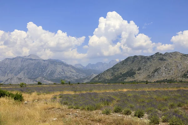 Suchy krajobraz z polami lawendowymi na północ od Shkoder w alpach dinarycznych — Zdjęcie stockowe