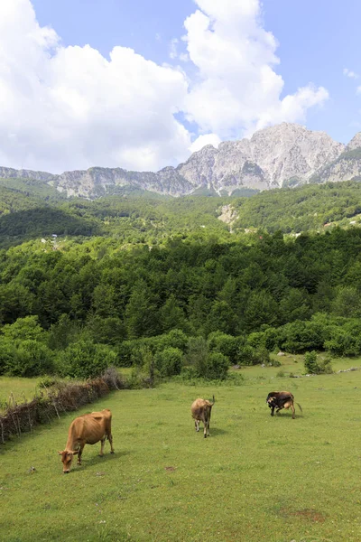 Vale de Theth com uma manada de vacas nos alpes dináricos na Albânia — Fotografia de Stock