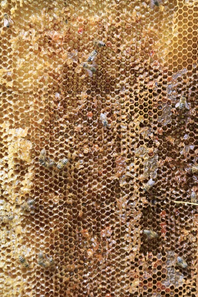 Closeup of a honeycomb — Stock Photo, Image