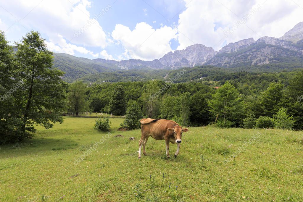 Valley of Theth with a cow in the dinaric alps in Albania